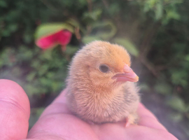 Sablepoot unsexed chicks available