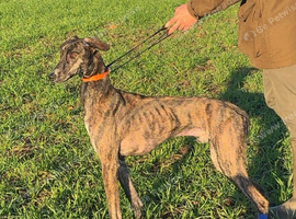Saluki collie greyhound