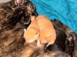 3 kittens for sale