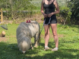 Miniature Shetland - Friendly & Full of Potential