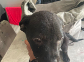 Rottweiler cross boxer