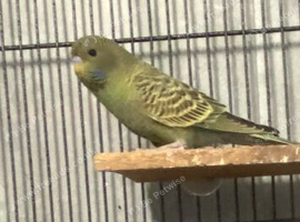 Black faced budgies