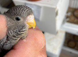 Black face split black wing anthracite budgies