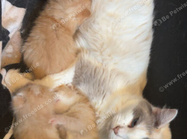 half ragdoll kittens