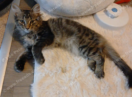 Medium haired fluffy tabby kitten
