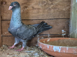 Pigeons