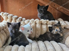 Three kittens for sale