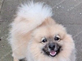 I am selling this dog