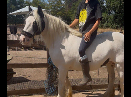 Cob Mare