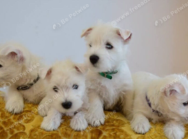 West Highland Terrier White Pups