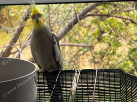 Cockatiel