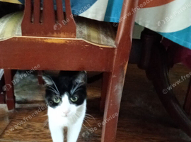 Burmese and Short Hair English Cats for rehoming