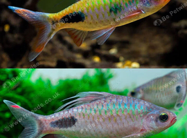 3x Filament Barbs