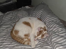 Looking for a rehome