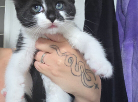 Kitten ready now