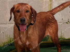 KC Registered Labrador Female