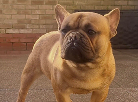 RED FAWN MALE FRENCH BULLDOG