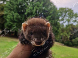 Polecat hob kits