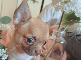 Gorgeous Chihuahua Puppies Ready to Meet Their New Families