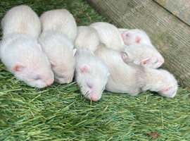 6 black eyed silver ferrets 3 boys 3 girls.Free