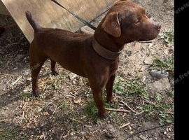 Patterdale terrier