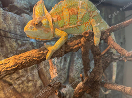 Male chameleon