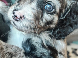 Sprockerpoo puppies