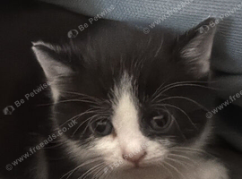 Kittens for sale