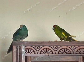 female kakarikis