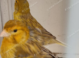 Beautiful Yellow canary for sale in WS3