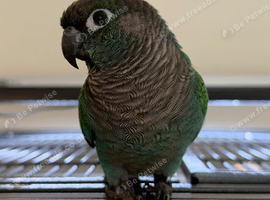 Looking to rehome my Green Cheek Conure, Opal