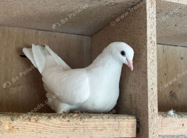 Hen fantail