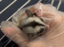 grey sugar glider pair