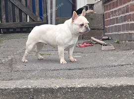 Cream French bulldog for sale