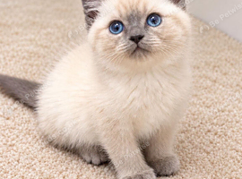 Beautiful Ragdoll x Persian Kitten with Stunning Blue Eyes
