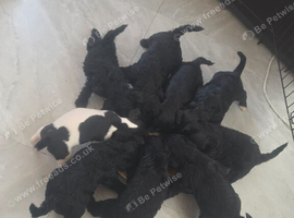 Terrier poodle mix