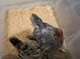 Lavender Pekin cockerel and yellow millefleur cockerel