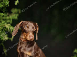 Dachshund K.C Reg Pra cord1 Clear 3.5kg Minature (STUD ONLY)