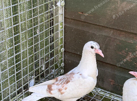 White Logan racers chicks