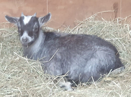 Lovely Goats