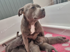 Staffordshire bull terrier
