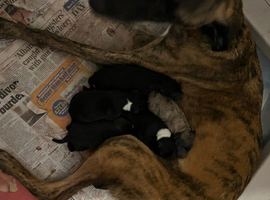 3 whippets boys available in August