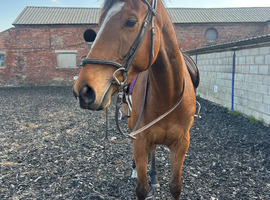 16hh 5year old all rounder
