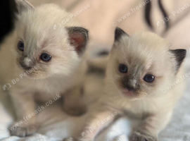 2 beautiful ragdoll boys reduced 450