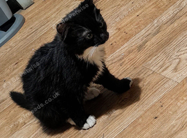 10 week old kittens ready for forever home