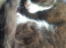Friendly Male Cat For Sale