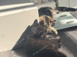Kittens