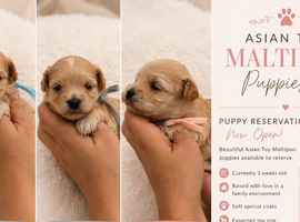 Korean Maltipoo puppies available