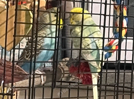 2 baby budgies