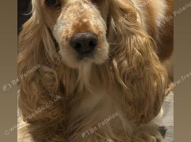 Show cocker spaniel